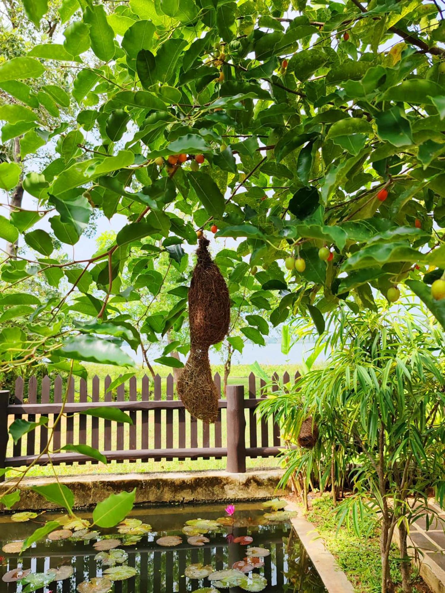 Art Yala Boutique Resort ティッサマハーラーマ エクステリア 写真